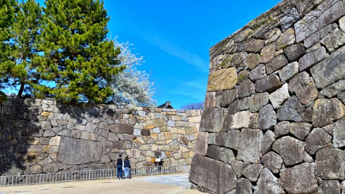 青空の下、反り返るような美しい「扇の勾配」を見せる名古屋城の清正の石垣。巨石が精密に積み上げられている。