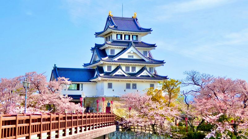 満開の桜と青い屋根のコントラストが美しい墨俣一夜城(大垣市墨俣歴史資料館)の外観。犀川に架かる赤い橋の袂に位置し、豊臣兄弟による一夜城伝説の舞台を象徴する壮麗な風景。