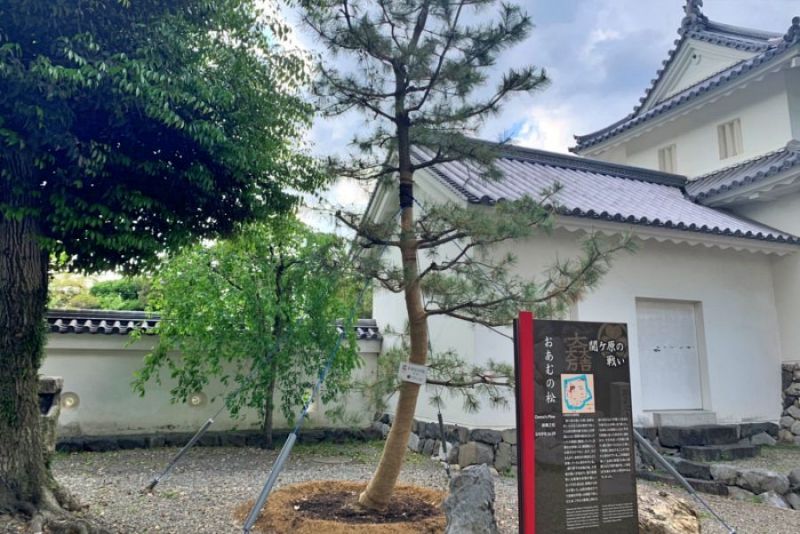 大垣城の白壁を背景に、青々と枝を伸ばす「おあむの松」。手前には解説の看板が立ち、落城寸前の城からたらいに乗って脱出した「おあむ」の伝説を象徴する史跡の風景。